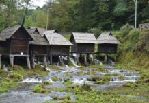 Said Pasha An Honest Man in a Corrupt System